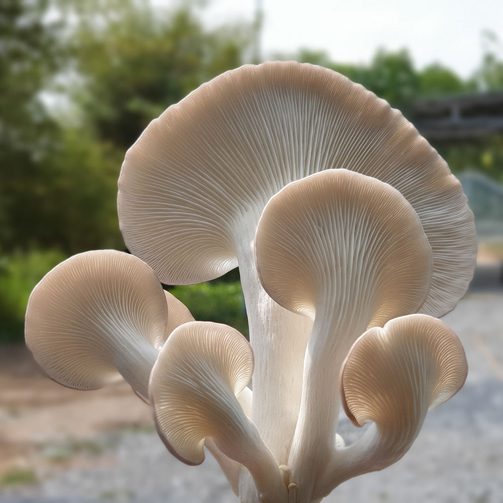 (HỘ KINH DOANH) VÕ HỒNG TRUNG