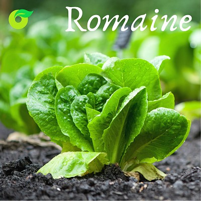 (HỘ KINH DOANH) VÕ HỒNG TRUNG